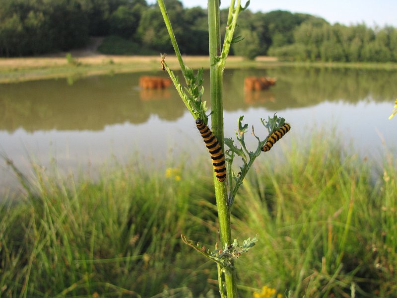 AB01.JPG - In de natuur is 100% symmetrie niet altijd te bereiken, maar dat zelfs de beide onscherpe koeien zo goed als symmetrisch zijn is wel helemaal bijzonder.