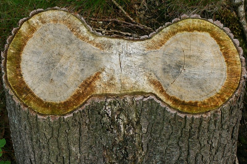 AF03.JPG - Maar ook de natuur weet soms verrassende staaltjes symmetrie te maken.