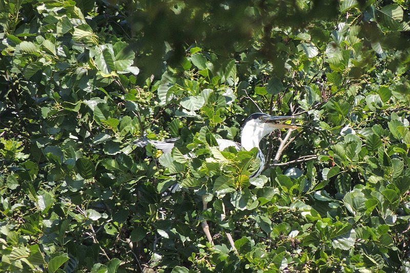 AA01.jpg - Als het zo warm is als de afgelopen tijd diverse keren is voorgekomen, zie je veel vogels met hun bek open zitten hijgen. Hun manier om af te koelen want zij kunnen niet zweten.    