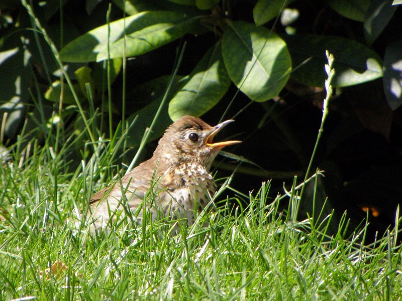 AF03.jpg - Alweer een van de hitte hijgende foto. Als je met die enorme hitte de vogels een handje wil helpen zorg voor een ondiepe schaal in je tuin waarin ze kunnen baden en drinken. Vaak het water aanvullen is dan wel een must.