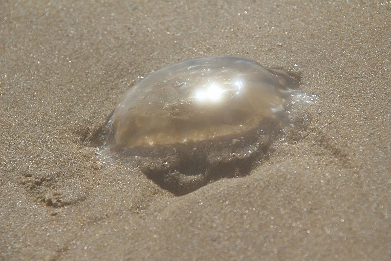 AL01.JPG - Een kwal op het strand die er door de warmte niet echt nat meer uitziet. Het beeld van warmte wordt extra versterkt door de weerspiegeling van de zon op het kwallenlijf.