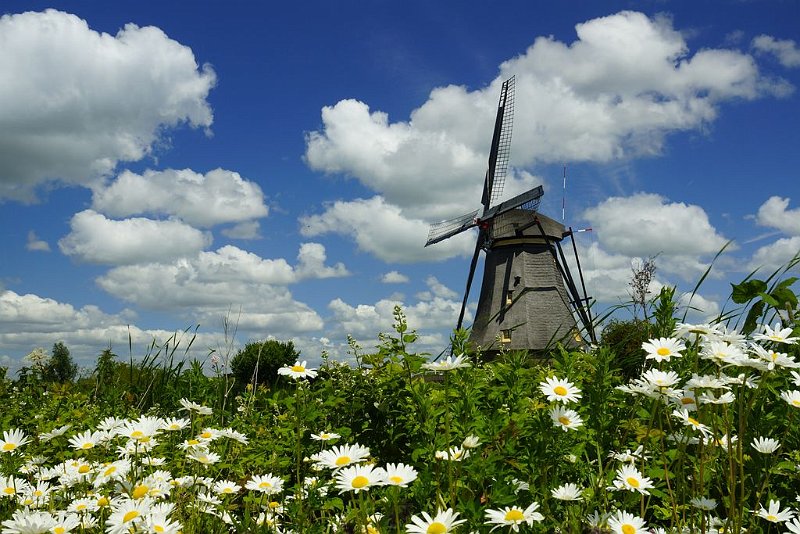 AQ02.JPG - Door het lage camera standpunt en de madeliefjes zeer nadrukkelijk op de voorgrond heeft deze foto net iets extra's.