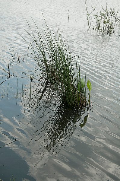 AD03.jpg - Rimpels op het wateroppervlak. Doordat er planten boven water uit komen wordt het iets minder "van het zlefde".