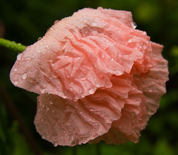 AF01.JPG - Prachtig deze gerimpelde papaver blaadjes. De regendruppeltjes geven het nog een extra dimensie. Heel goed belicht ook.