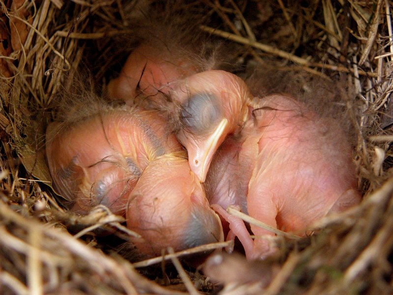 AH01.jpg - Gerimpeld zijn ze deze pas geboren jonge vogeltjes. Goede belichting en dankzij de hybride camera zelf bij diafragma 3.5 net voldoende scherptediepte.