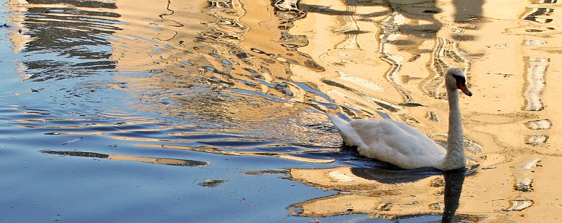 AI01.jpg - De rimpels in het water hebben door de weerspiegeling en de zwemmende zwaan weer een totaal ander effect. De foto had iets lichter gemogen (vermoedlijk +2/3 belichtingscorrectie), de zwaan is net iets te grijs geworden.