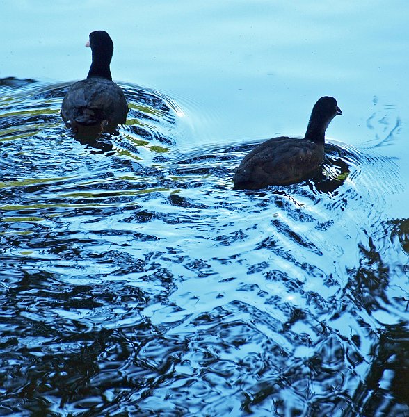 AI02.jpg - Mooi dat bijna gladde water voor de twee Meerkoeten en de rimpels er achter. De handmatige witbalans is hier niet helemaal goed uitgevallen. Op de veren van de twee Meerkoeten zit ook teveel blauw.