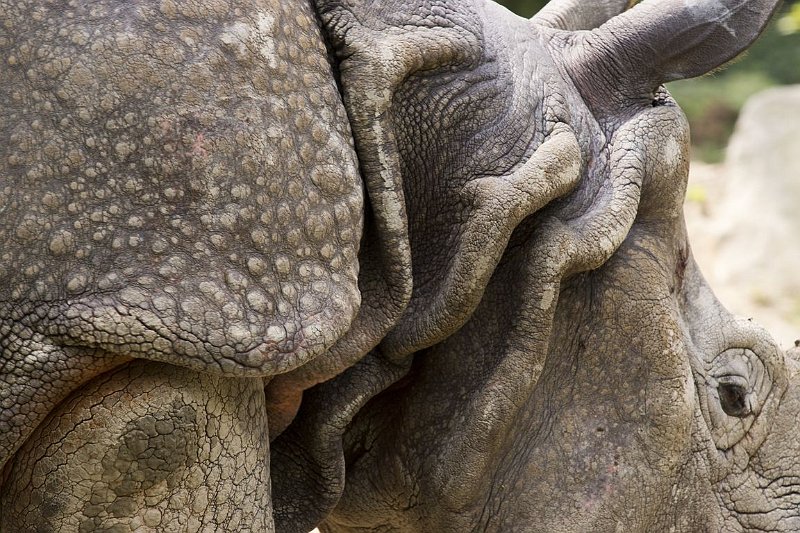 AN03.JPG - Ook in de dierentuin kan je rimpels genoeg vinden. Heel mooi belicht trouwens deze opname.