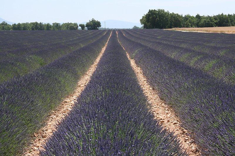 AO03.JPG - Ook deze "rimpels" in het landschap door de banen Lavendel geven een heel mooi effect.