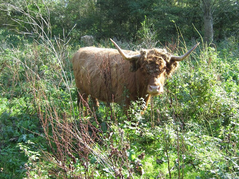 AA01.JPG - Ondanks het flinke portie tegenlicht een goede belichting.