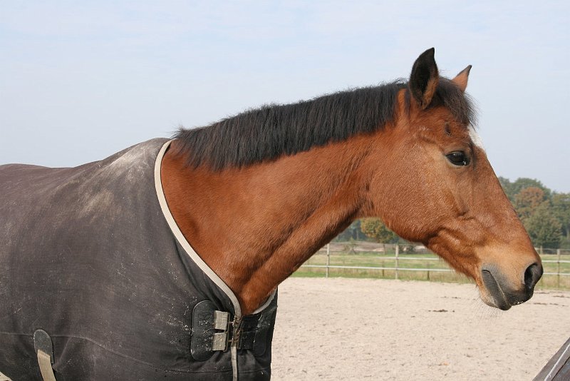 AD01.jpg - Een prachtig "portret" het hoofd is mooi belicht.