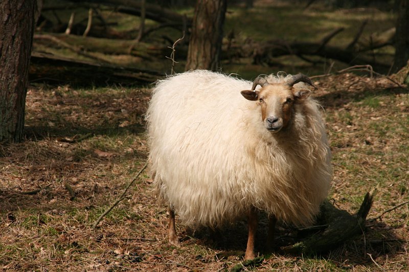 AD02.jpg - Ondanks het heel grote contrastverschil is de vacht goed belicht.