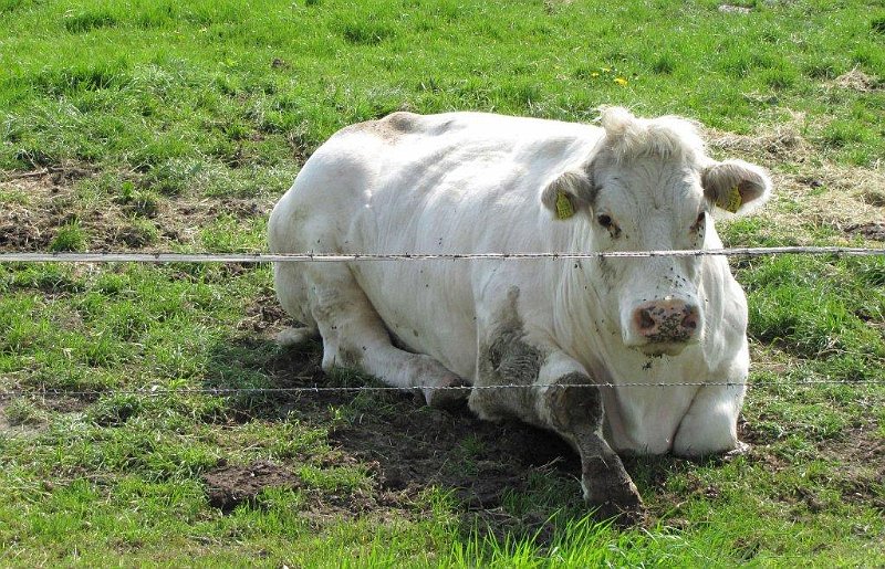 AE02.jpg - Zie commentaar vorige foto. Het draad is hier nog nadrukkelijker aanwezig.