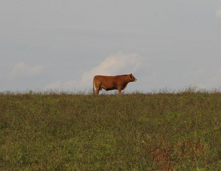 AE03.jpg - Goed belicht. Qua compositie zijn er mensen die de horizon en koe op een andere plek hadden gezet. Maar ik hou wel van zo'n symmetrisch beeld. Ik had alleen de horizon nog even recht gezet.