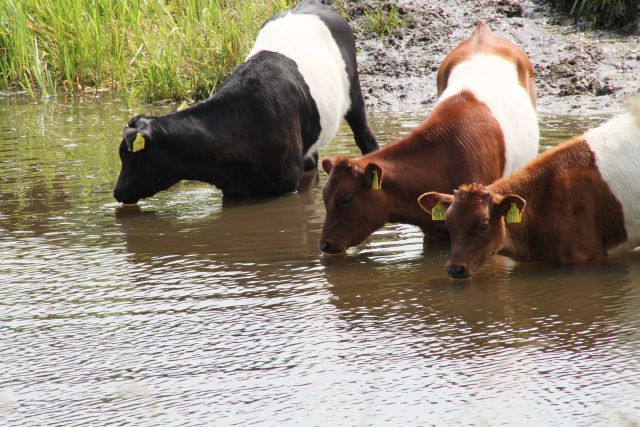 AG01.jpg - Goede belichting. Maar wat de compositie betreft had ik iets minder water op de voorgrond genomen.