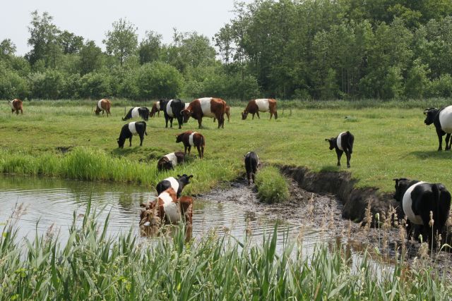 AG02.jpg - Een mooi Hollands plaatje. Goed belicht en wat betreft de compositie een behoorlijke verdeling