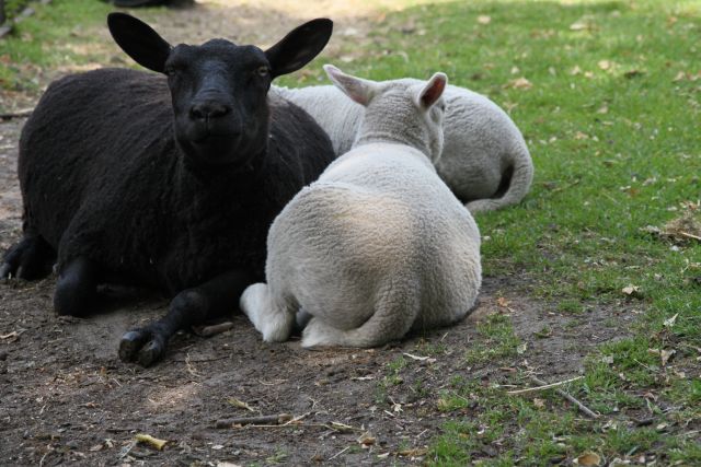 AG03.jpg - Met zo'n zwart schaap is het altijd moeilijk om die samen met z'n witte soortgenoten op 1 foto allemaali goed belicht te krijgen.