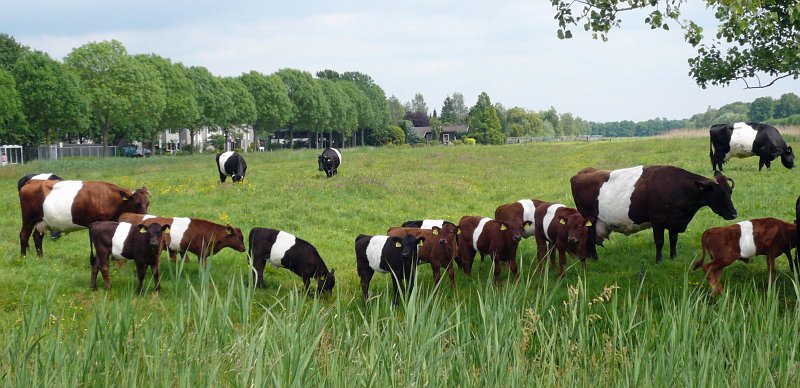 AH03.JPG - Vermoedelijk doordat deze compactcamera zelf het scherpstelpunt heeft gekozen is scherpgesteld op het riet op de voorgrond. Daardoor is alles vanaf de koeien en verder naar achteren net niet scherp. Ook bij deze compactcamera's kan je in het menu instellen dat de camera alleen scherpstelt op het midden. 