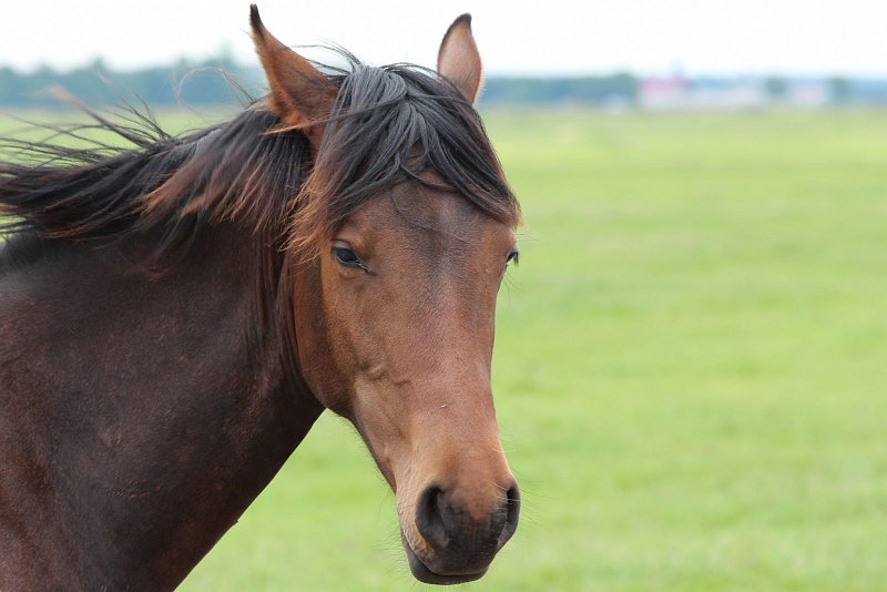 AJ02.jpg - Door gebruik te maken van het teleobjectief is de achtergrond mooi wazig. Waardoor het Paardenhoofd extra goed uitkomt.