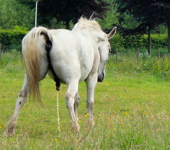 AK03.jpeg - Ondanks de donkere achtergrond is de belichting van het Paard net goed.