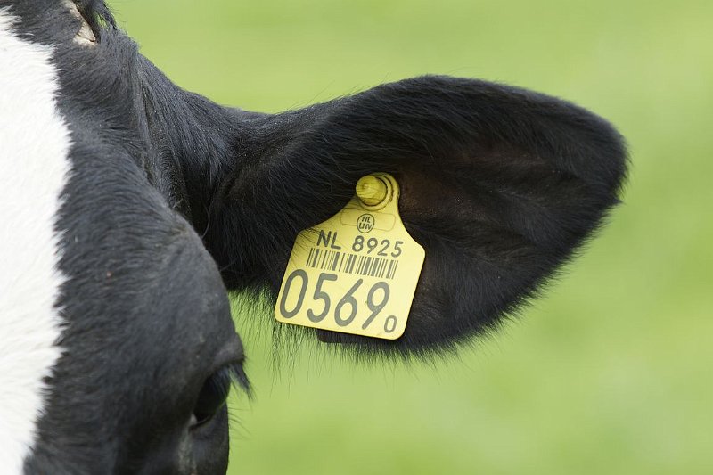 AM01.JPG - Leuk zo'n detail. Goed belicht en de scherpte ligt precies oip de goede plaats.