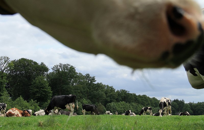 AN02.jpg - Leuk zo zo'n toeschouwer die met haar natte neus vlak boven je komt hangen als je een foto aan het maken bent. Goed belicht deze foto.