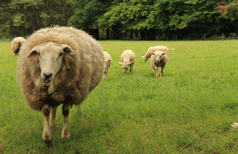 AN03.jpg - Goed belicht deze foto. Ik zit me af te vragen wat mooier zou zijn geweest: het voorste schaap scherp en alles er achter onscherp of op deze manier. Het heeft beide z'n charmes.