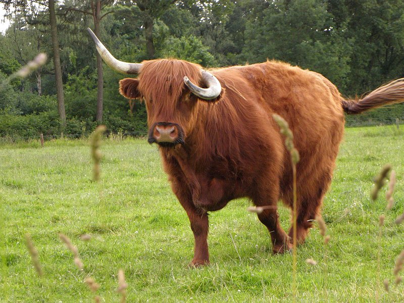 AP02.JPG - Mooie scherpe foto. Ik denk dat als je iets minder had ingezoomd en de extra ruimte links en boven in beeld was gekomen de foto nog iets sterker zou zijn geworden. Het dier zit nu een beetje "opgesloten".