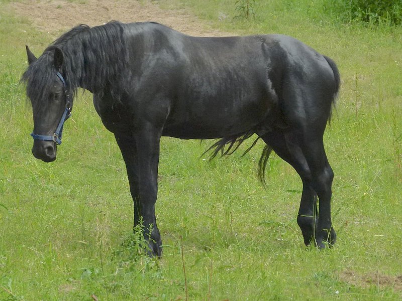 AQ01.jpg - Een mooie doortekenig door de goede belichting in dit zwarte paard.