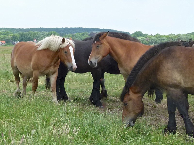 AQ02.jpg - Ook hier bij deze foto had de ruimte die de dieren hier hebben ook wel in de foto tot uiting mogen komen. Wat scherpte en belichting betreft is de foto prima.