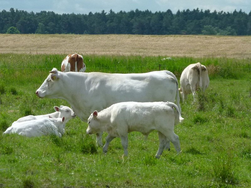 AQ03.jpg - Lastig fotogaferen van die hele witte koeien, maar de belichting is zo goed als in dit soort situatie mogelijk is.