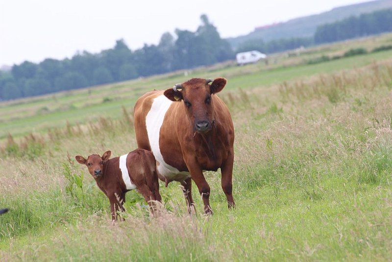 AR03.JPG - Oeps, hier is de horizon wel heel erg scheef. Hier is de belichting van de kop wel precies goed.