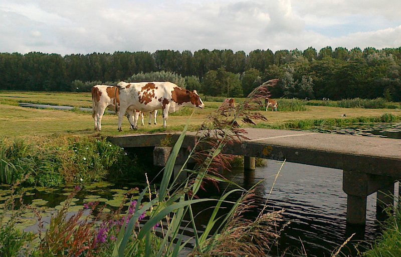 AS01.jpg - Mooi belicht en ondanks dat hij gemaakt is met de telefoon is de scherpte ook behoorlijk goed.