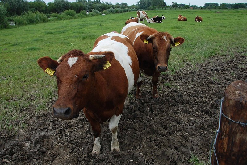 AS02.jpg - Door de groothoekstand lijkt het als of deze foto's vanaf een trapje zijn genomen. Probeer de volgende keer iets verder naar achter te lopen en wat in te zoomen. Dan geeft het iets minder vertekening.