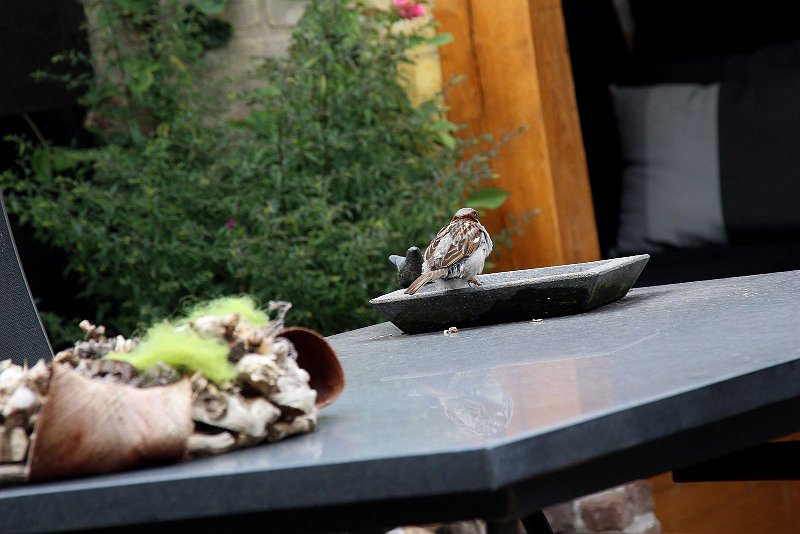 AD03.jpg - De mus heeft hier een privé terras op de terras tafel. Jammer dat ook hier weer de paal op de achtergrond wel erg scheef staat.