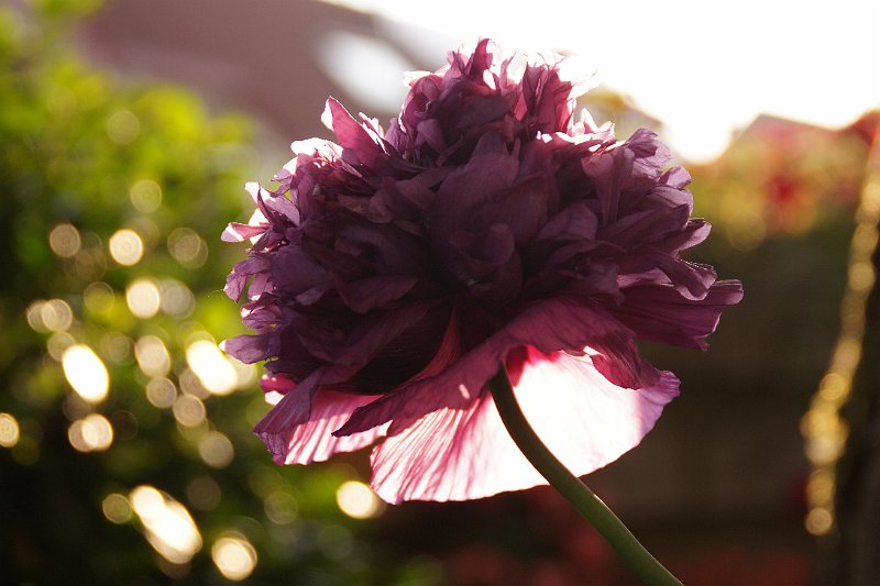 AA01.JPG - Mooi van scherpte. Het tegenlicht geeft ook mooie onscherpe lichtvlekjes in de achtergrond. Jammer dat de bloem iets te donker is gebleven. Een belichting van + 0.7 tot +1 had wat meer detail in de bloem gegeven.