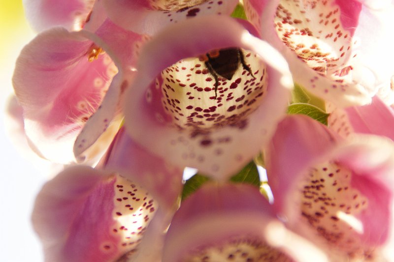 AA02.JPG - Dit Vingerhoedskruid met ook nog een Hommel er in heeft een mooie scherpte en belichting. Door het tegenlicht schijnt het licht ook mooi door de bloemen heen.