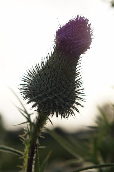 AA03.JPG - Deze Distelknop zou of iets lichter kunnen, of juist nog donkerder waardoor de knop meer als silhouet te zien zou zijn.