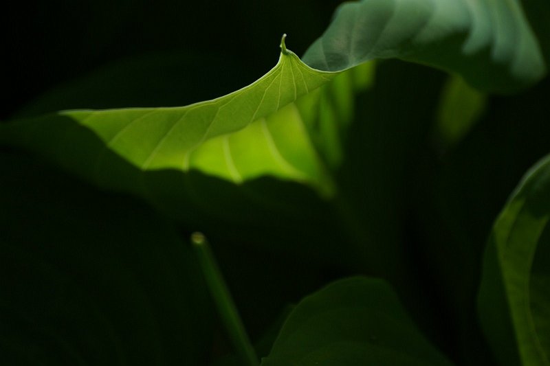 AB03.JPG - Mooi dat stukje van het blad waar het licht doorheen schijnt. Dat stukje is ook goed belicht.