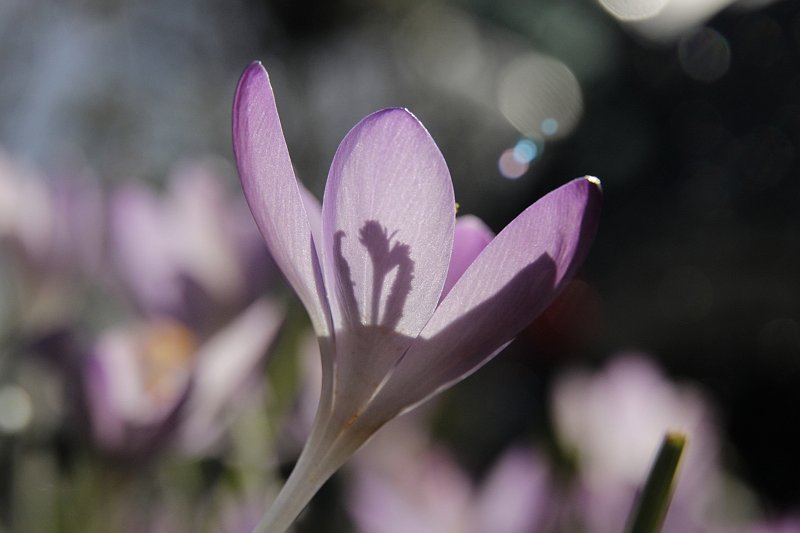 AD01.jpg - Mooi deze Krokus met de schaduwen van stamper een meeldraden op de bloemblaadjes. Goede belichting ook.