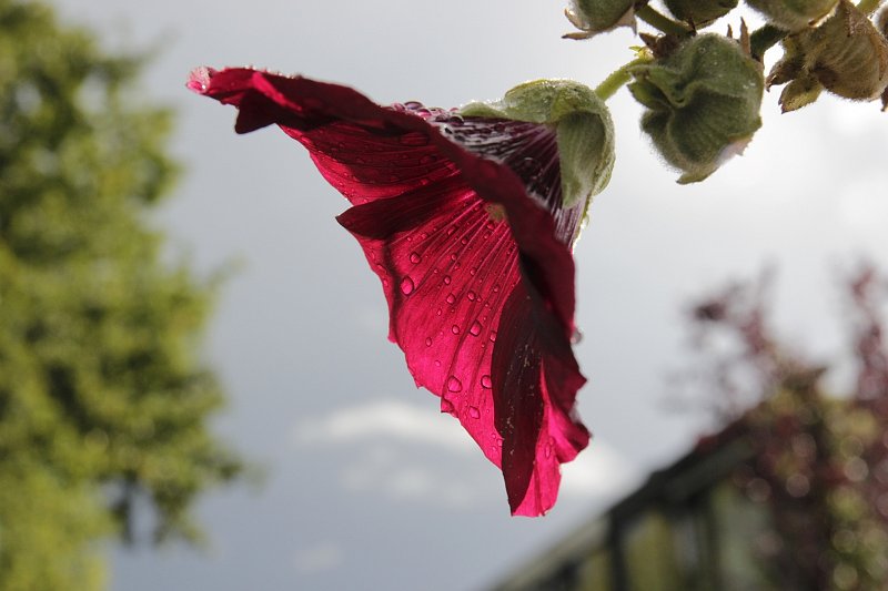 AD02.jpg - De bloem is al mooi met het tegenlicht, maar de druppels op de bloemblaadjes geven het nog even iets extra's.