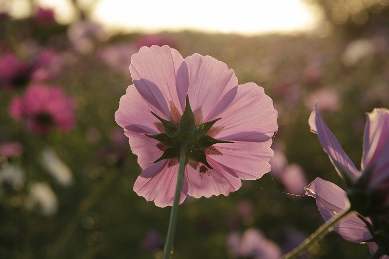 AD03.jpg - Licht en schaduw maken er bij deze bloem ook weer iets moois van. Wat betreft de compositie had ik er hier voor gekozen om het stuk bloem rechts hele maal buiten beeld te laten vallen en verder links het onscherpe stuk nog wat groter te laten. Daardoor zou de scherpe bloem er nog beter uitgesprongen zijn.