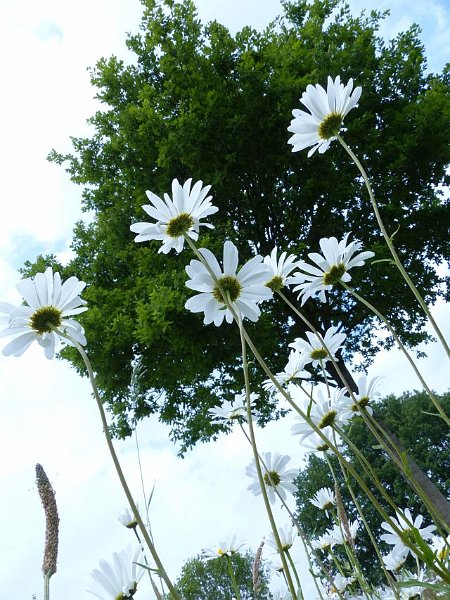 AF02.jpg - Het tegenlicht van de bloemen en toch de donkere achtergrond van de bomen geven het net een wat ander effect.