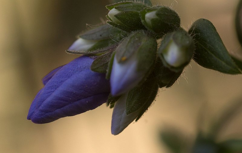 AH02.jpg - Een belichtingscorrectie van +0.7 diafragma had ook hier het tegenlicht effect wat duidelijker gemaakt. Dan had de beharing van de bloemknoppen ook beter tot zijn recht gekomen.