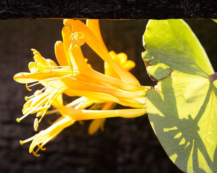 AH03.jpg - Het lichteffect op de bloem en de schaduw op het blad geven deze foto net even dat stukje extra.