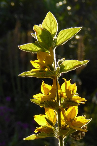 AI01.jpg - Door het licht op de bloemstengel  in combinatie met de donkere achtergrond komt de doorschijnendheid en de beharing optimaal tot zijn recht.