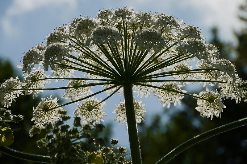 AI02.jpg - Dit bloemscherm had iets lichter gemogen ik denk +0.3 . Of hij had wat meer van onderaf moeten worden gefotografeerd zodat de voorste bloemen ook doorschijnender zouden zijn geworden.