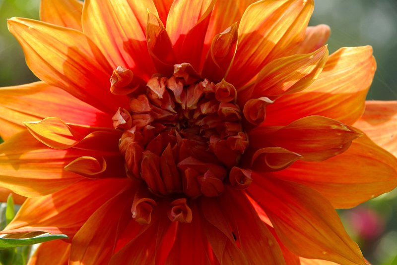 AK01.jpg - Heel mooi het effect van de doorschijnende buitenblaadjes en het niet doorschijnende centrum van deze Dahlia.