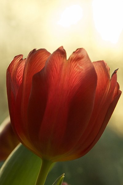 AK02.jpg - Een mooi lichteffect hier bij deze Tulp. Mischien dat +0.3 belichtingscorrectie het nog iets helderder zou hebben gemaakt.