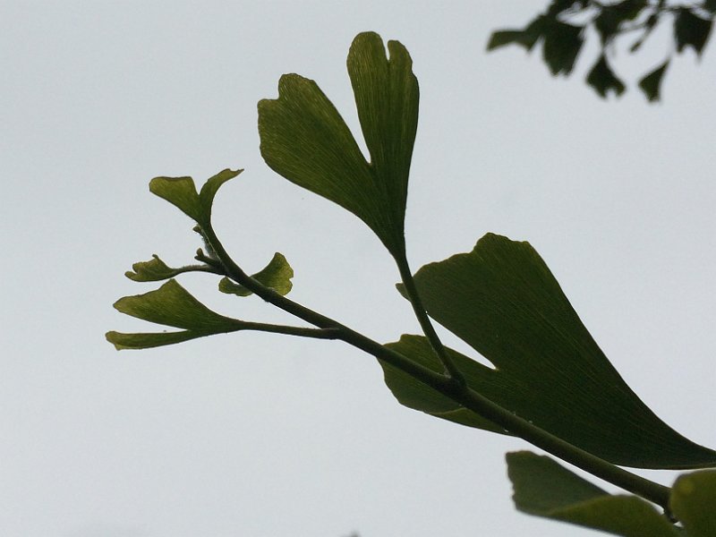 AK03.jpg - Door het tegenlicht bij deze bladeren van de Ginko komt de nerfstructuur heel mooi uit.